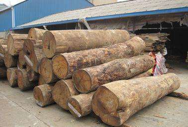 锦言斋语:缅甸禁止木材出口,花梨木继续看涨